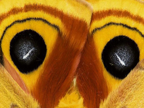 Pennsylvania Close-up of saturnia moth wings